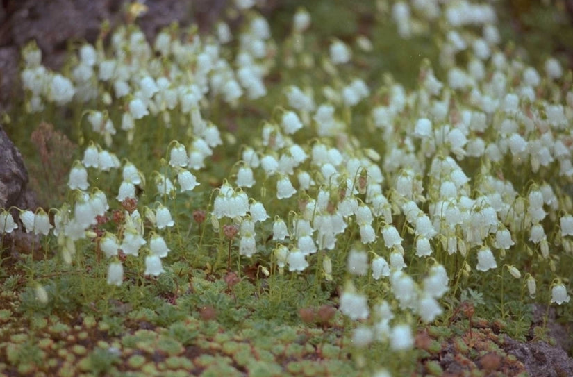 Campanula cochleariifolia 'Alba'