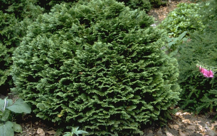 Californische cipres - Chamaecyparis lawsoniana 'Minima Glauca'