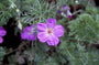 Vrouwenbossie - Geranium incanum