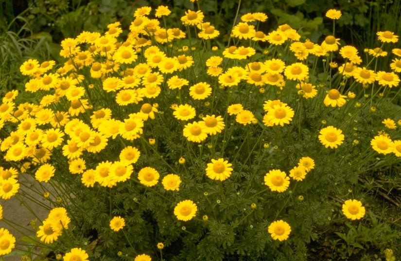 Anthemis x hybrida 'Kelwayi' - Gele kamille