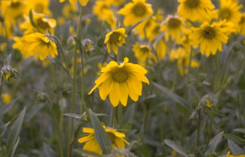 Helianthella uniflora