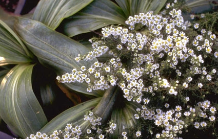 Aster ericoides 'Snowflurry'