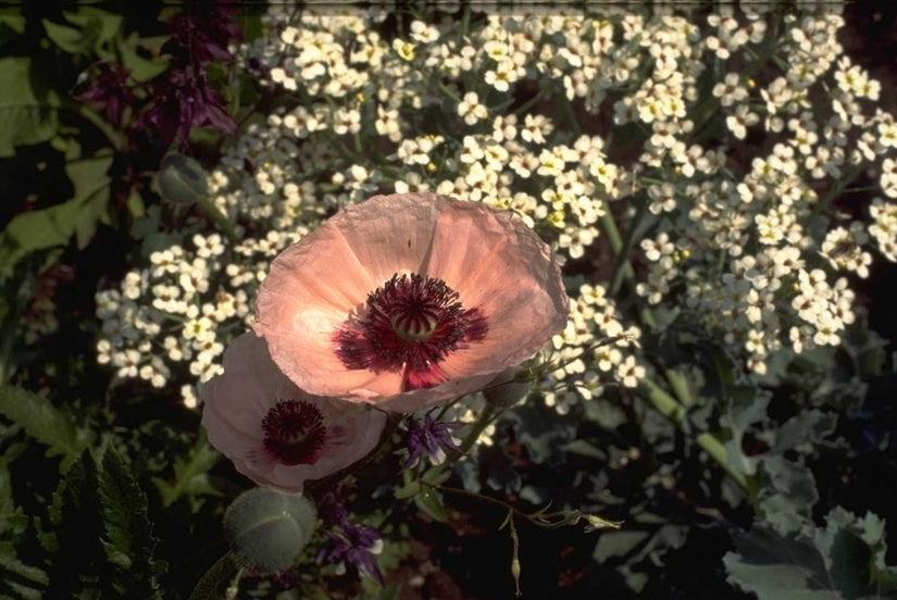 Oosterse klaproos - Papaver orientale 'Karine'