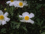 Californische Boompapaver 'Romneya coulteri'