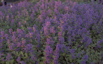 Kattenkruid - Nepeta x faassenii 'Superba'