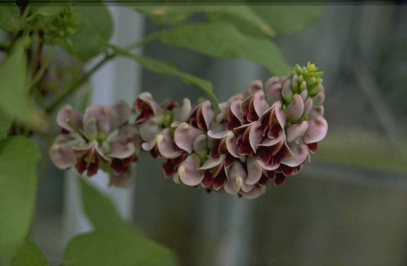 Apios americana