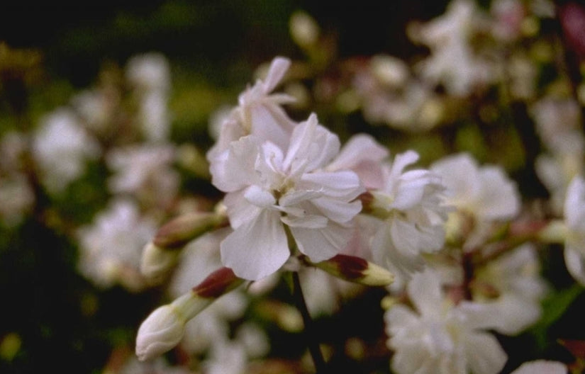 Saponaria officinalis 'Alba Plena'