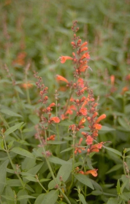 Dropplant - Agastache 'Firebird'