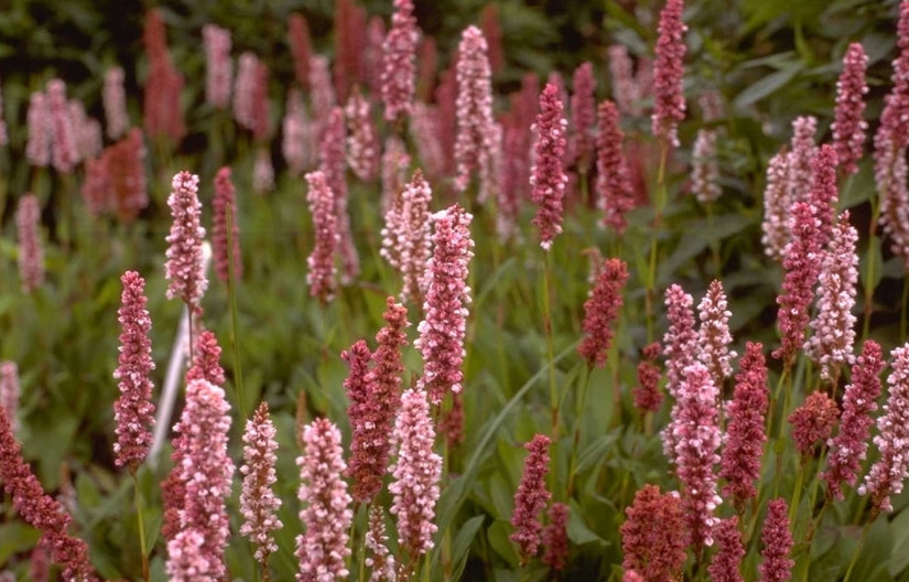 Duizendknoop - Persicaria affinis 'Darjeeling Red'