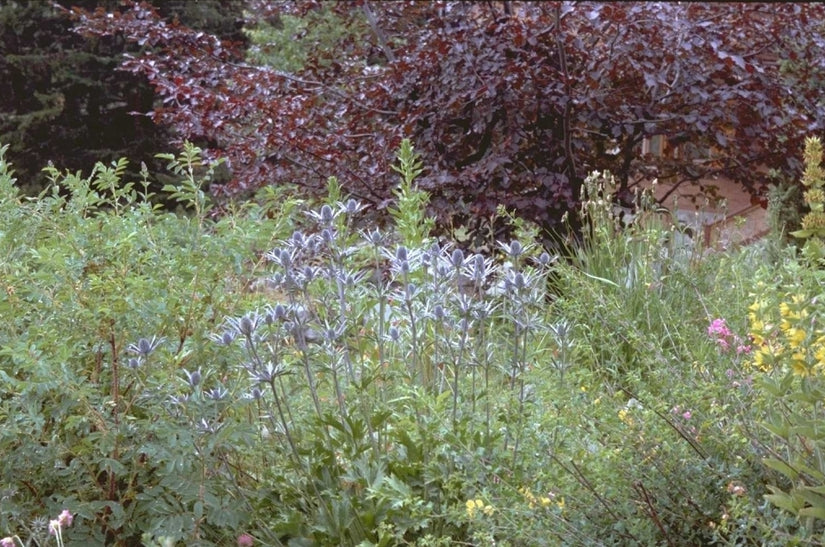 Alpenkruisdistel