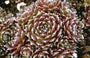 Sempervivum 'Silberkarneol'