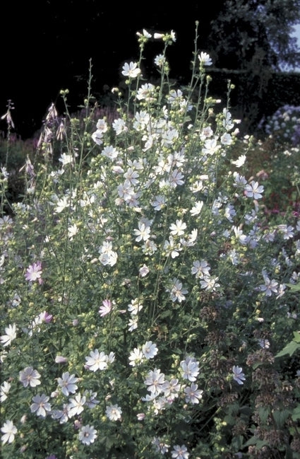 Struikmalva - Lavatera 'White Angel'