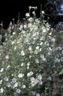 Struikmalva - Lavatera 'White Angel'