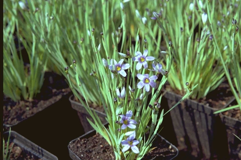 Sisyrinchium montanum