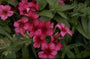 Phlox 'Palona Crimson'