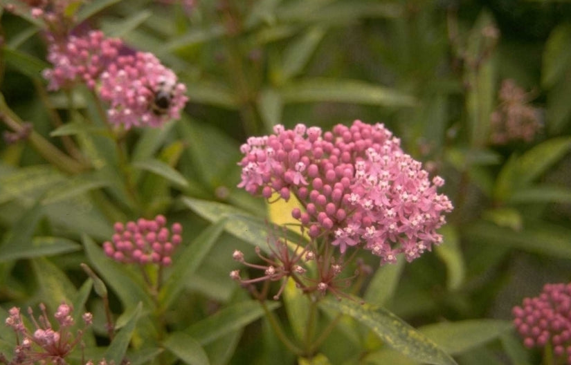 Asclepias incarnata