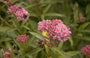 Asclepias incarnata