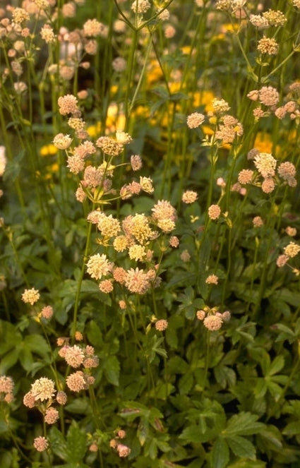 Zeeuws knoopje - Astrantia carniolica 'Rubra'