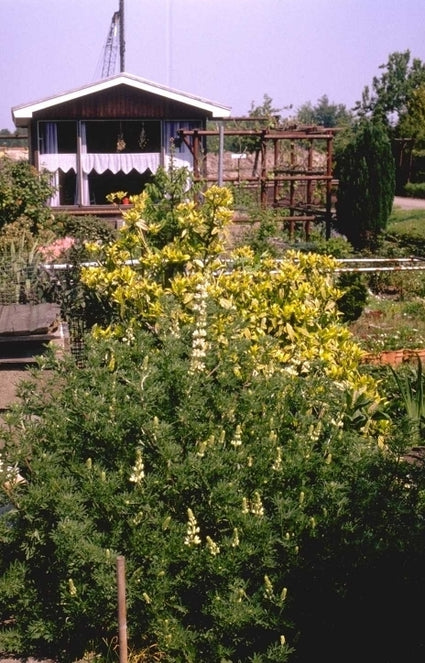 Boomlupine - Lupinus arboreus 'Golden Spire'