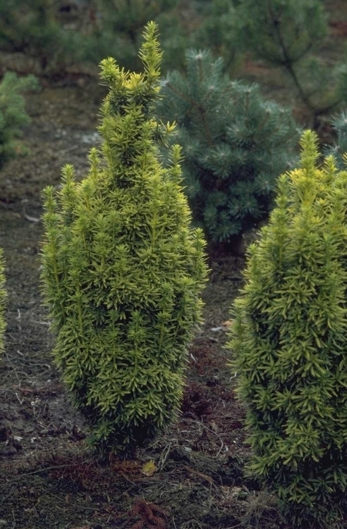 Taxus - Taxus baccata 'David'