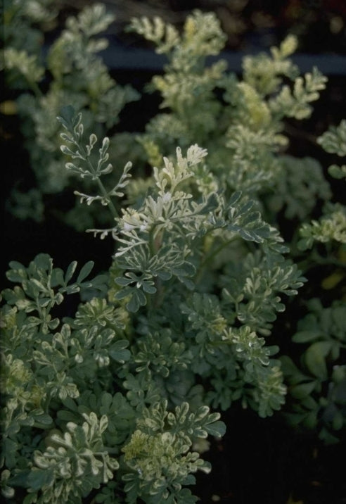 Ruta graveolens 'Variegata'