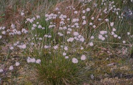 Eriophorum angustifolium