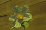 Vingerhoedskruid - Digitalis laevigata