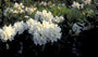 Rododendron - Rhododendron 'Cunningham's White'