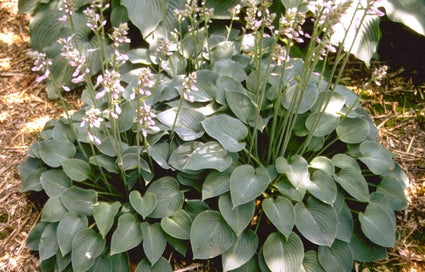 Hartlelie - Hosta 'Blue Moon'