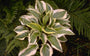 Hartlelie - Hosta 'Wide Brim'