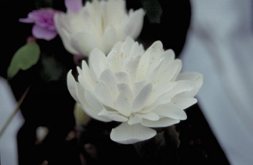 Dubbelbloemige Canadese bloedwortel - Sanguinaria canadensis 'Multiplex'