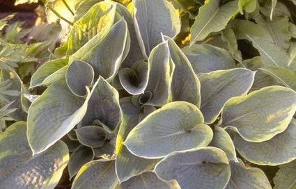 Hartlelie - Hosta sieboldiana 'Frances Williams'