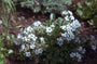 Gypsophila cerastioides