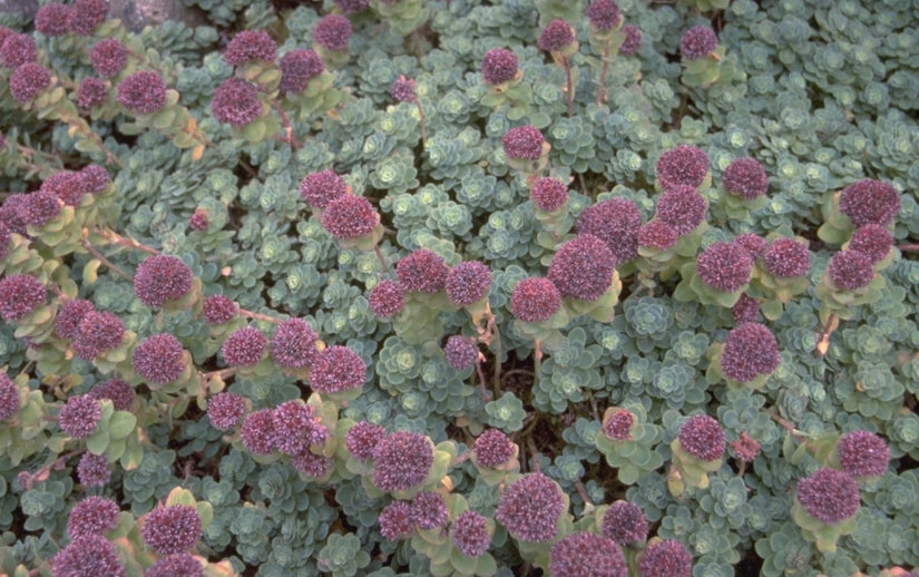 Liefdes vetkruid - Sedum anacampseros