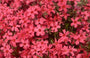 Flox - Phlox 'Scarlet Flame'