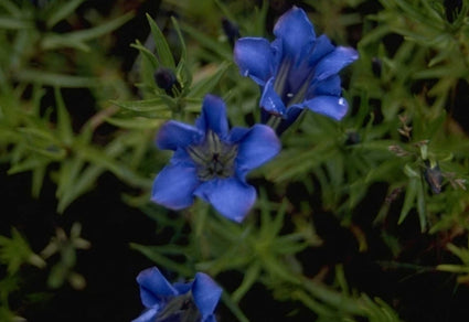 Gentiana sino-ornata