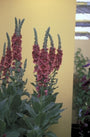 Verbascum 'Cherry Helen'