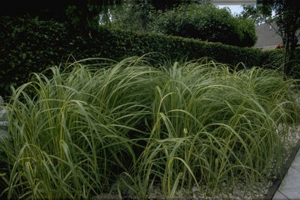 Slijkgras - Spartina pectinata 'Aureomarginata'