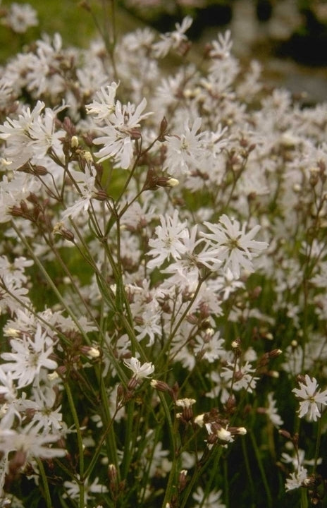 Echte koekoeksbloem - Lychnis flos-cuculi 'Alba'