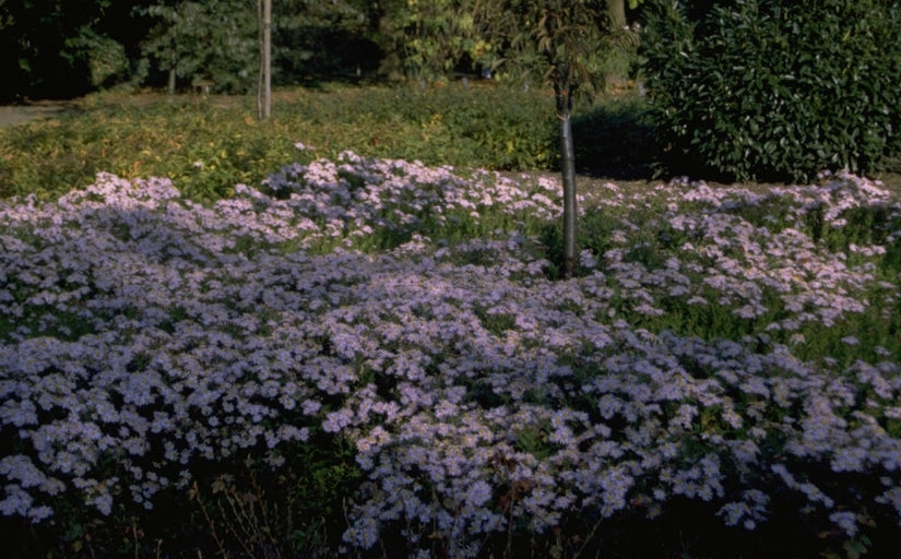 Japanse Dwergaster - Aster Ageratoides 'Asran'