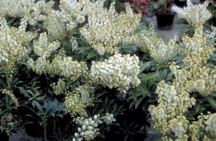 Rotsheide - Pieris japonica 'Debutante'