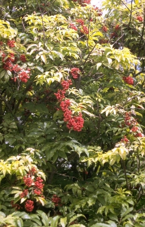 Sambucus racemosa 'Plumosa Aurea'