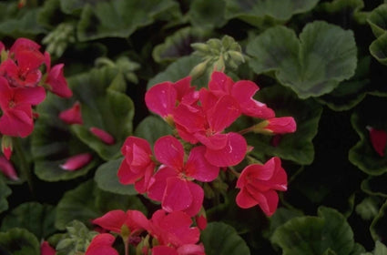 Geranium - Pelargonium Zonal Group