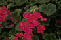 Geranium - Pelargonium Zonal Group