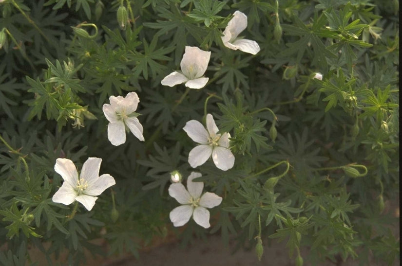 Ooievaarsbek - Geranium sanguineum 'Album'