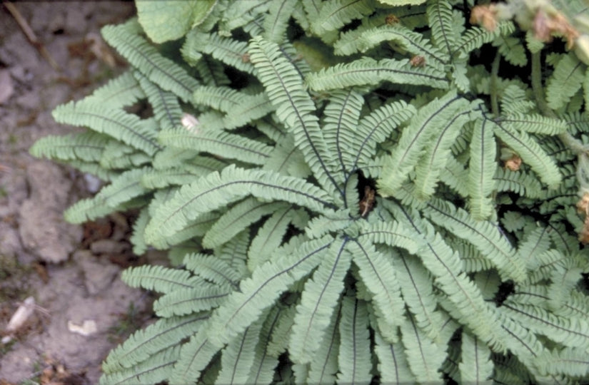 Vrouwenhaar - Adiantum pedatum 'Imbricatum'