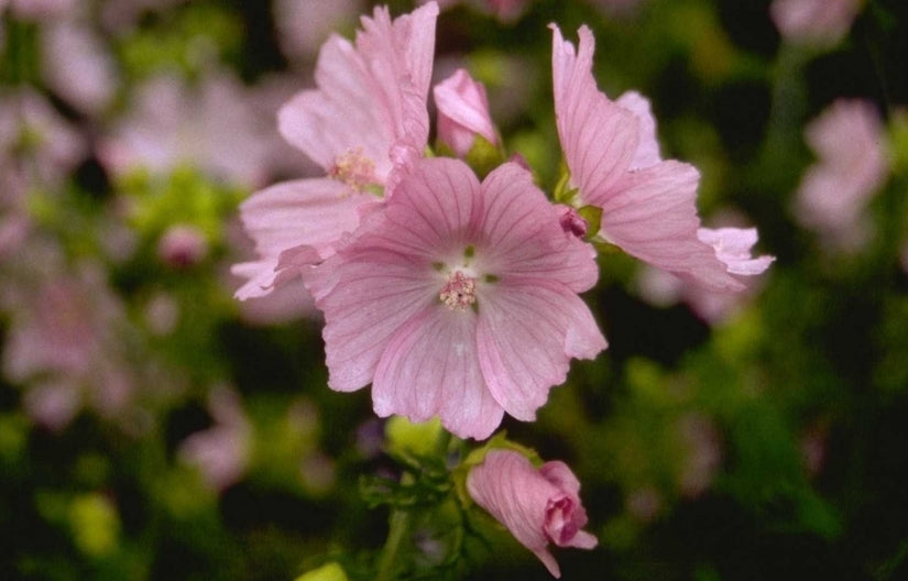 Malva moschata