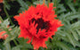 Oosterse klaproos - Papaver orientale 'Curlilocks'