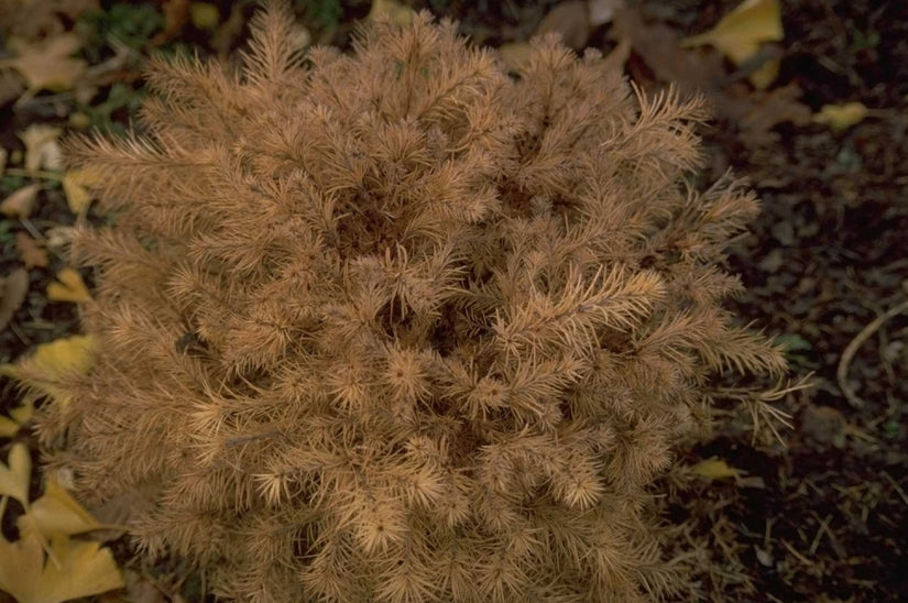 Japanse larix - Larix kaempferi 'Nana'