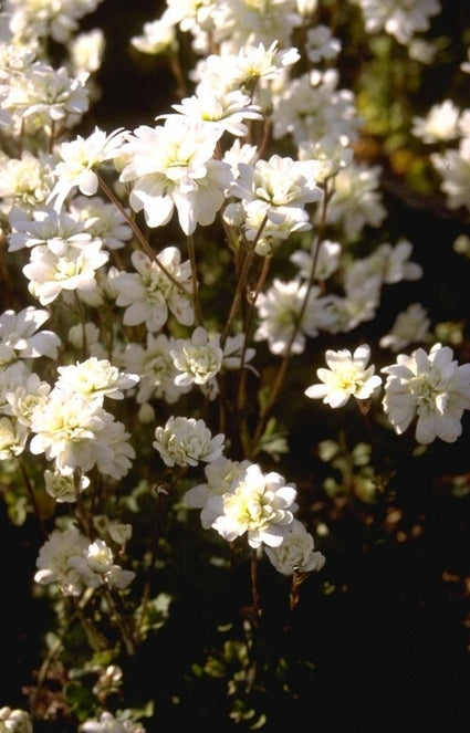 Saxifraga granulata 'Plena'